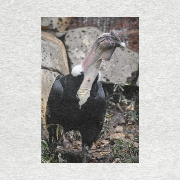 Andean Condor by Sharonzoolady